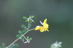 Crotalaria medicaginea var. neglecta